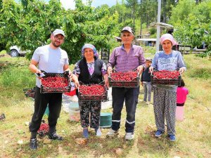Çameli’nin Ünlü Yayla Kirazında Hasat Başladı
