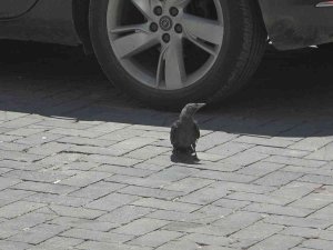 Yavru Kargayı Kurtarmak İçin Esnaf Seferber Oldu