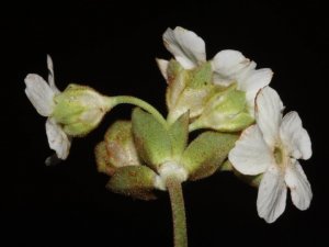 Yusufeli’nde Yeni Bir Çiçek Türü Keşfedildi