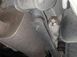 Otomobilin Çamurluğuna Sıkışan Kediyi İtfaiye Kurtardı