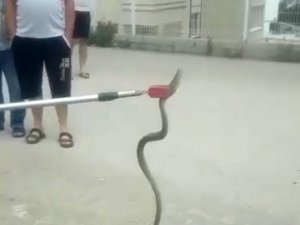 Otomobilin Altına Giren Yılan Mahalleliyi Korkuttu