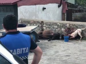 Ardahan’da Köpek Vahşeti Kamerada