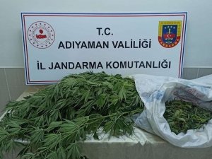 Jandarma, Kenevir Bitkisi Ve Esrar Maddesi Ele Geçirdi