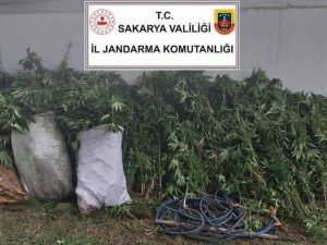 Kenevir Ekimi Yapan 3 Şüpheli Jandarma Ekiplerince Yakalandı