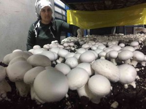 Evinin Ardiyesinde Mantar Üretiyor Siparişlere Yetişemiyor