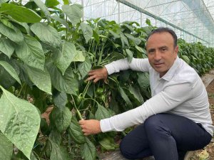 Kaliforniya Biberinde Ürün Açığını Burdurlu Üreticiler Kapatacak