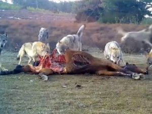 Afyonkarahisar’da Vahşi Yaşam Fotokapana Yansıdı