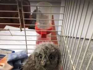 Dicle İlçesinde Bulunan 2 Baykuş Yavrusu Koruma Altına Alındı