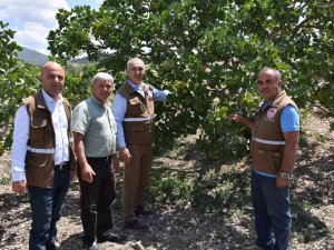 ’Menengiçten Antep Fıstığına Giden Yol’ Selendi’den Geçiyor