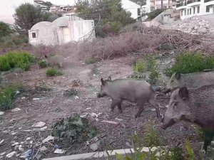 Yiyecek Bulmakta Zorlanan Domuz Sürüsü Gündüz Vakti Şehre İndi