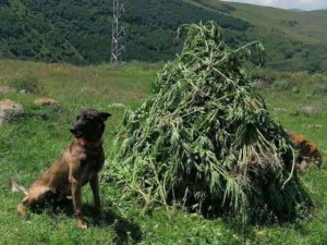 Kendiliğinden Yetişen 3 Bin 735 Kök Kenevir İmha Edildi