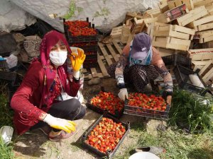 Batman’da 80 Üreticiye Hibeli Çilek Bahçesi Kurulum Desteği Verilecek
