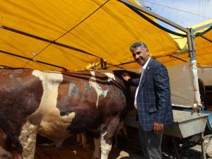 Göle Ti̇gem, İ̇stanbul’a Bin Büyükbaş Kurbanlık Getirdi