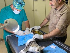 Hakkari’de Hayvanları Kısırlaştırma Çalışması