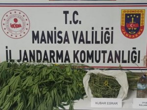 Bahçede Kenevir, İkamette Esrar Ele Geçirildi