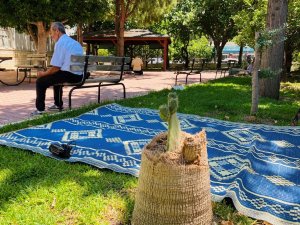 Palmiye Ağacının Gövdesinde Frenk Yemişi