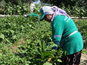 Adabahçe’de Yaz Bereketi Yaşanıyor