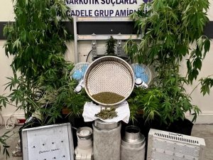 Çeşme’de Evinde Kenevir Yetiştiren Kişi Tutuklandı