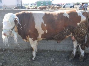 Kars Hayvan Pazarı’nın Gözdesi 800 Kiloluk Paşa