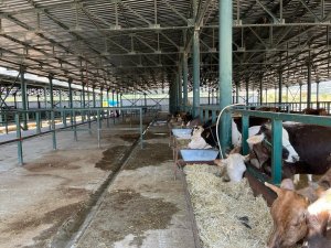 Boş Kalan Hayvan Pazarlarında Umutlu Bekleyiş