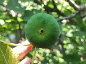 Bu İncirler Yenmiyor, Asılıyor