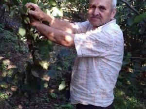 Ihlamur Ağacından Düştü, Hastanede Hayatını Kaybetti