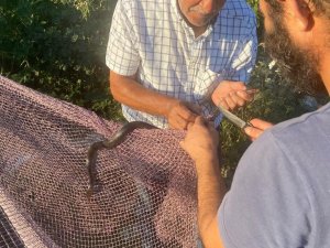 Yanan Ormanların Ardından Manavgat’ta Yılan Hareketliliği