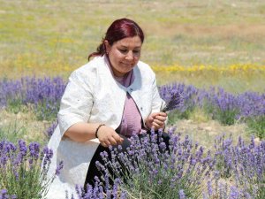 Bozkır Topraklar, Lavanta Bahçeleri Ve Orman Varlığıyla Yeşeriyor