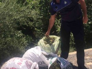 Kozan Kalesi’nde İzinsiz Harnup Toplayanlar Güvenliğe Yakalandı