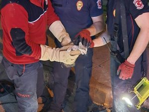 Yaramaz Kedinin İmdadına İtfaiye Ekipleri Yetişti