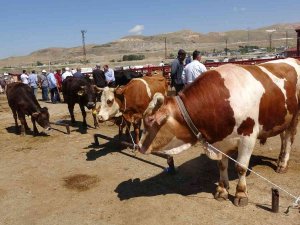Van’da Kurbanlıklar Görücüye Çıktı
