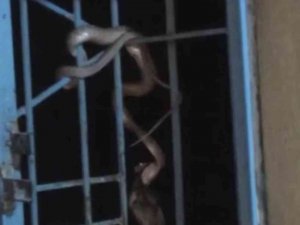 Avlanıp Pencere Korkuluklarına Sarkan Yılan Paniğe Neden Oldu