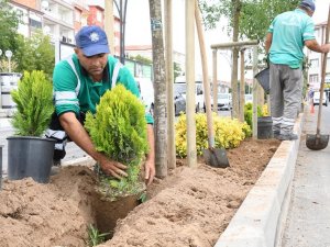 Yeşil Aksaray İçin Ağaçlandırma Çalışmaları Sürüyor