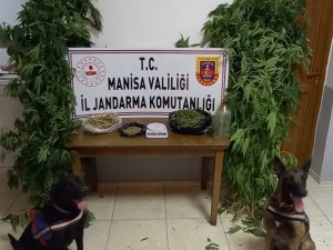 Manisa’da Narkotik Köpek Timi Eşliğinde Kenevir Operasyonu