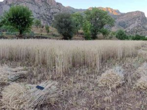 Çukurca’da Buğday Hasadı