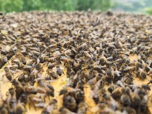 ’Bingöl Bal Arısı’ İle Hem Arı Ölümlerinin Önüne Geçilecek Hem De Kalite Artacak