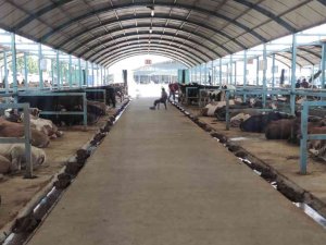 Pazarda Kurbanlık Var Alıcı Yok