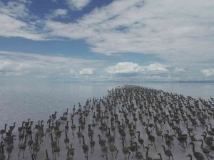 Kuluçkadan Çıkan Binlerce Yavru Flamingo Havadan Görüntülendi