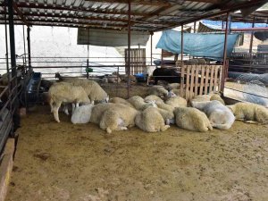 Kepez’in Kurban Pazarları Hazır