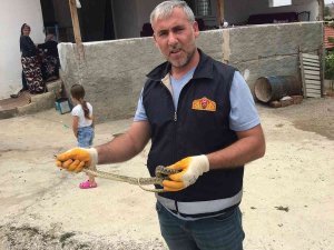 Eve Giren Yılanı İtfaiye Ekipleri Yakaladı