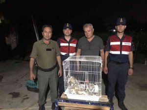 Yuvası Bozulmuş Paçalı Baykuş Ailesi Koruma Altına Alındı