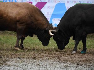Artvin’de Düzenlenen Kafkasör Boğa Güreşleri Renkli Görüntülere Sahne Oldu