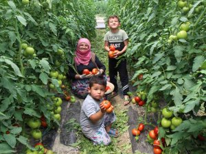 Amasya’da Domates Hasadı Başladı