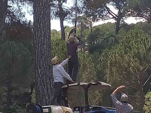 Fiyatı Altınla Yarışınca Üretici, Çam Ağaçlarına Gözü Gibi Bakmaya Başladı