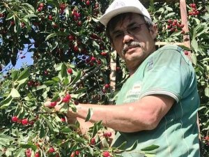 Hisarcık’ta Vişnenin Kilo Fiyatı 5 Tl