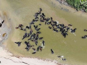 Muş’ta Afrika’yı Andıran Görüntüler