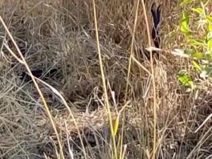 Elazığ’da 2 Metrelik Yılanların Dansı