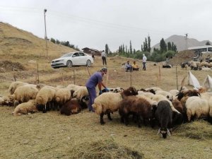 Hakkari’de Kurban Satış Ve Kesim Yerleri Belirlendi