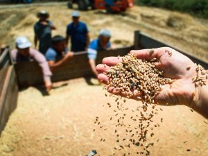 Ata Tohumunda Hasat Sevinci