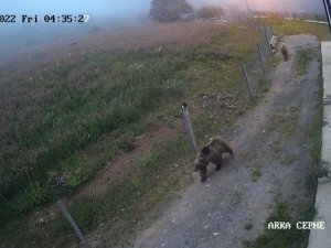 Çilek Hırsızı Ayılar Kameralara Yakalandı